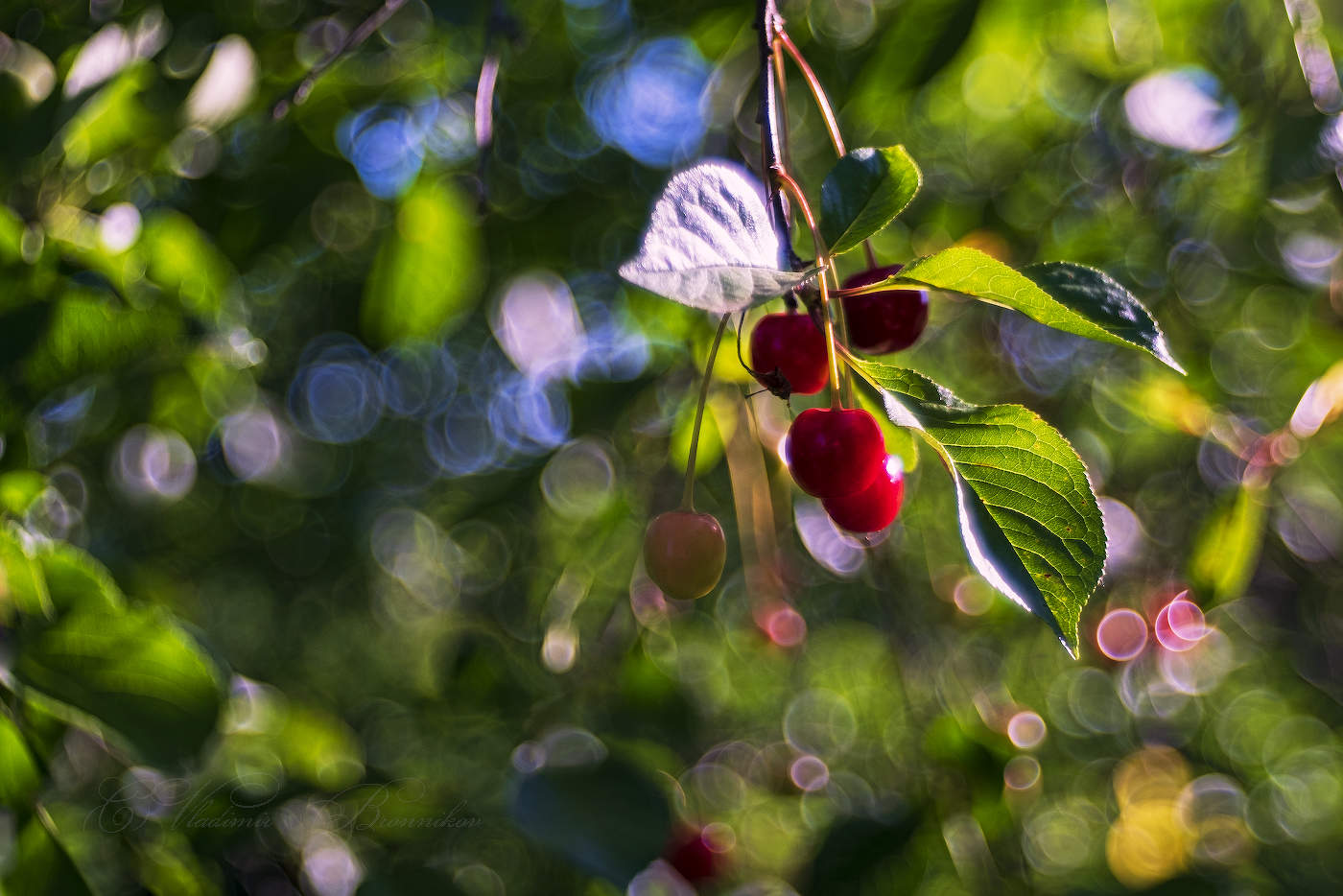 Зреет вишня