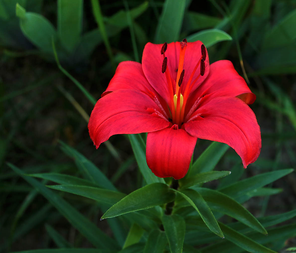 Жгучая красавица