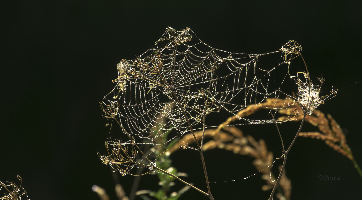 Паутина в росе.