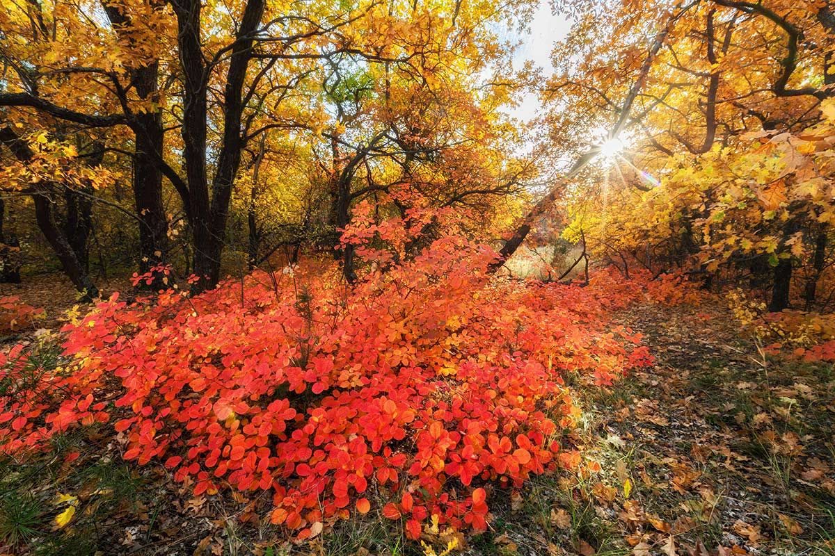 Немного осени