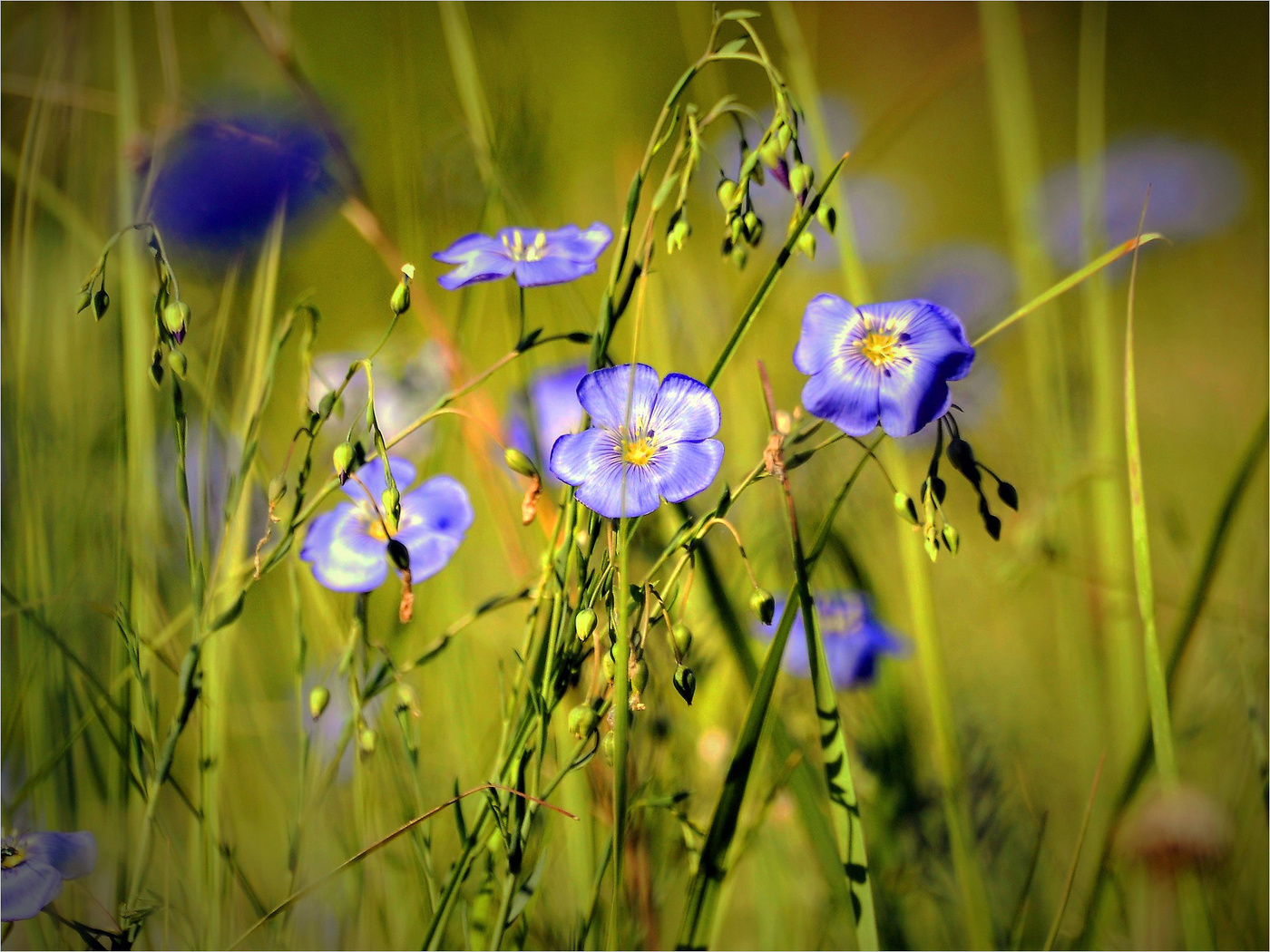 Этот необыкновенный обыкновенный лён