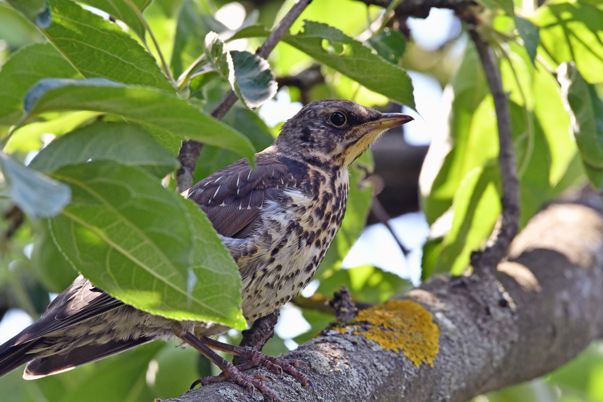 Дрозд-рябинник