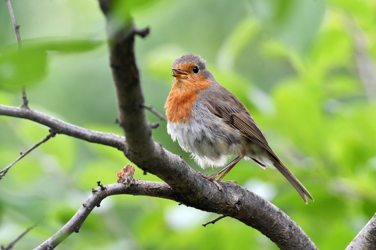 Малиновки заслышав голосок....