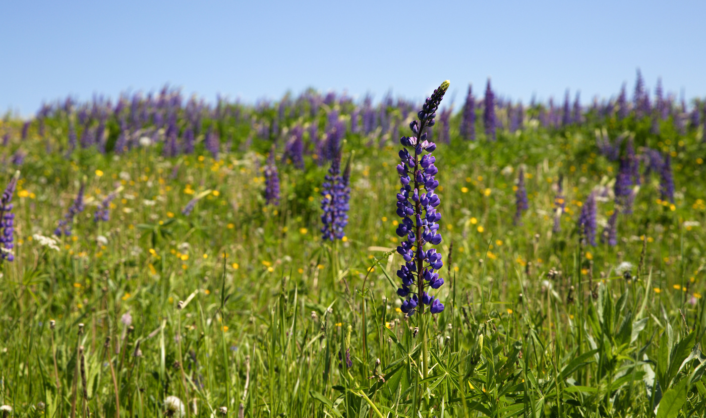 Летний пейзаж