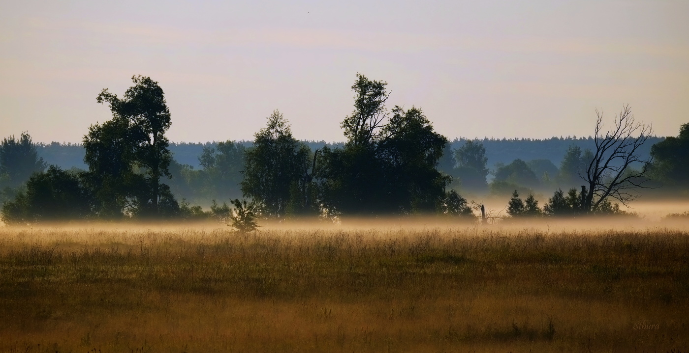 Утром в поле.