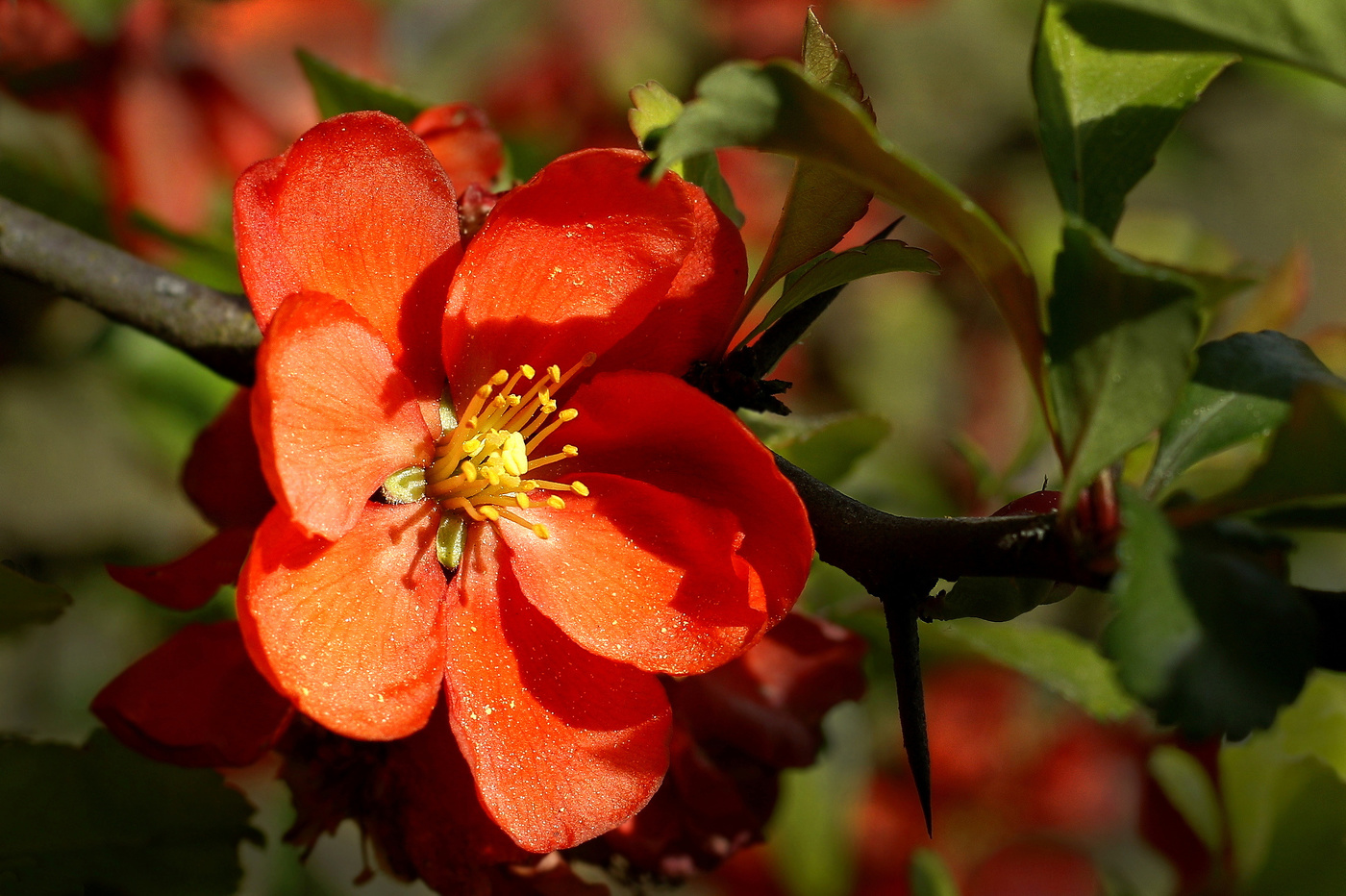 Хеномелес Маулея. Другое название "Японская айва"
