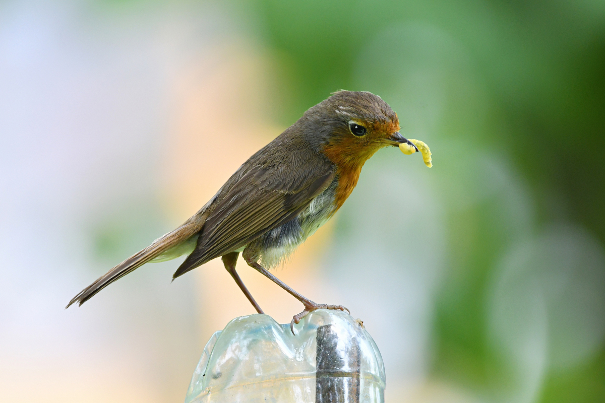 Червячка заморить решила...