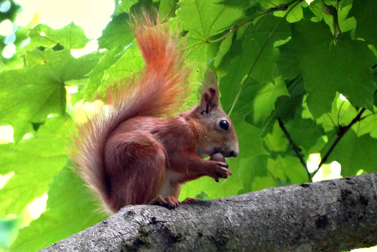 Белка с жёлудем