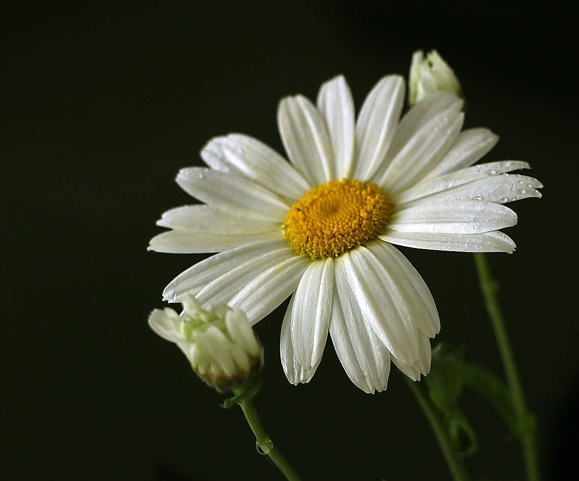 Ромашка с детками