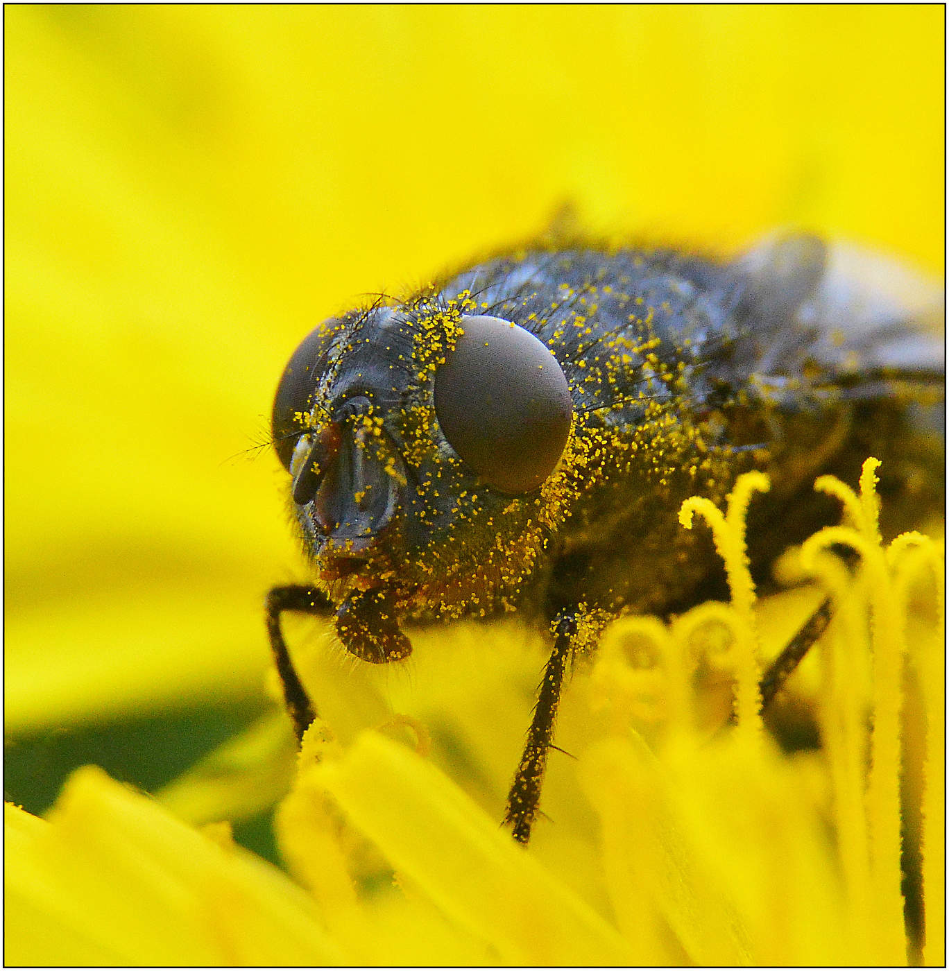 Солнечная пудра.