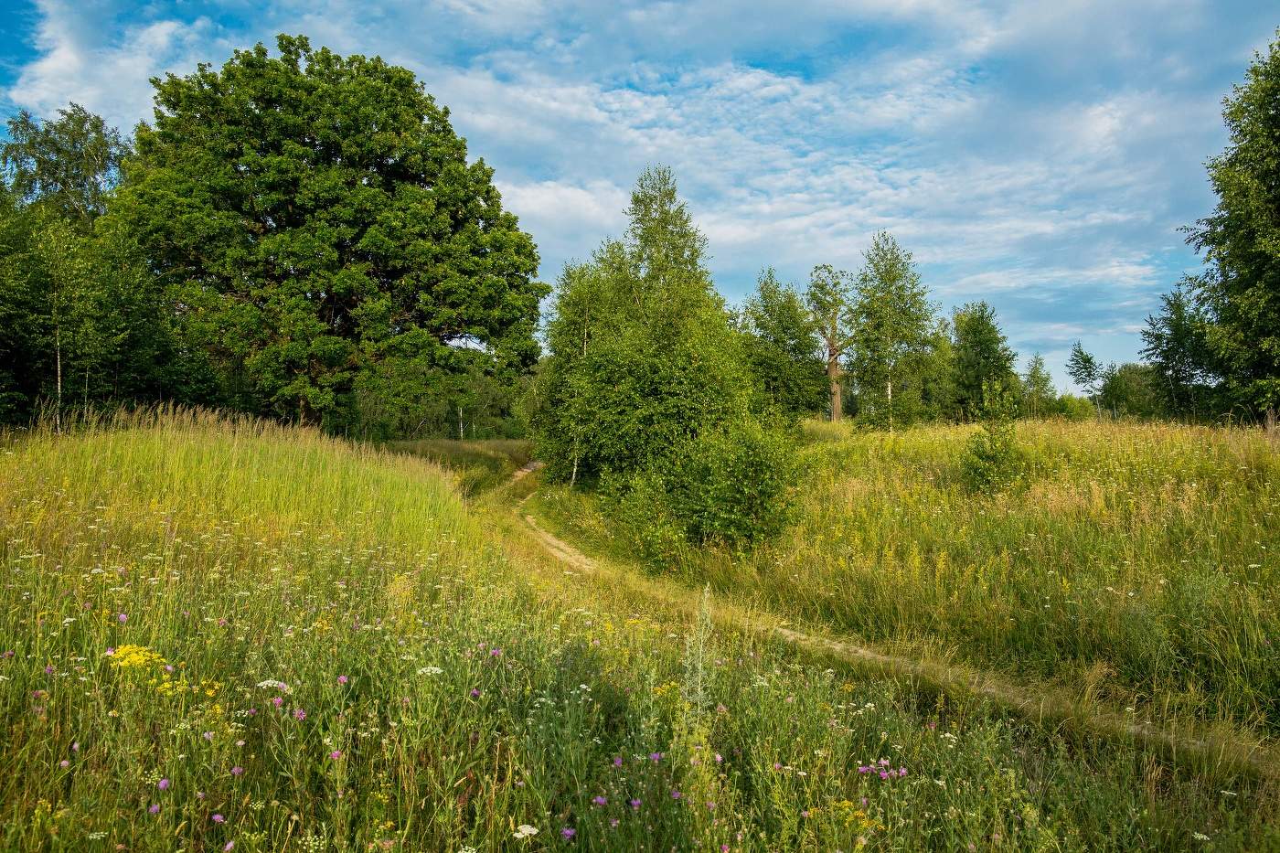 Летняя дорожка