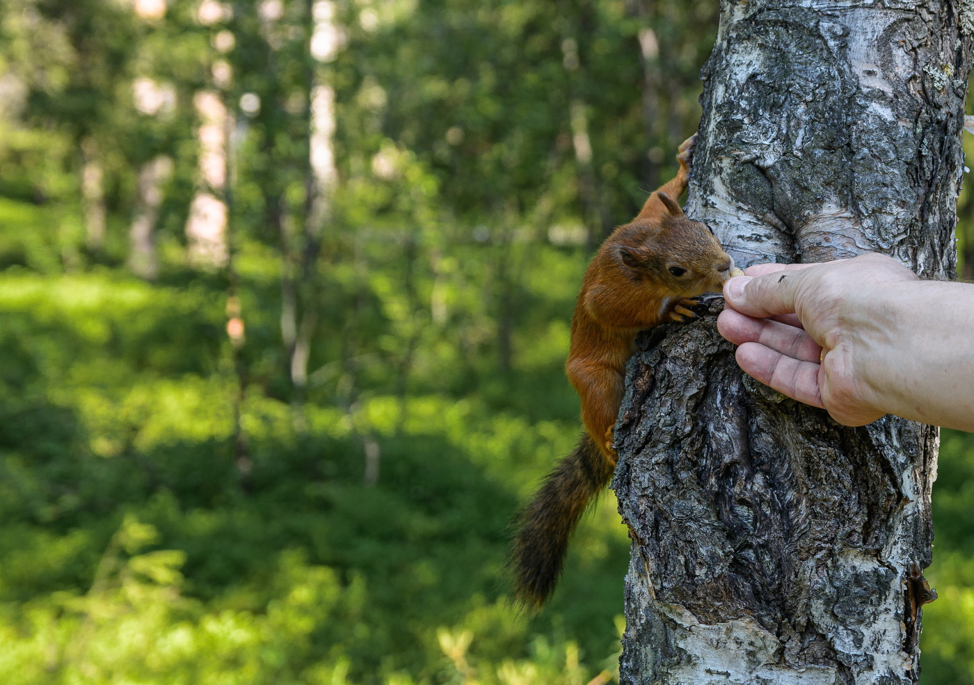 вкусен орешек
