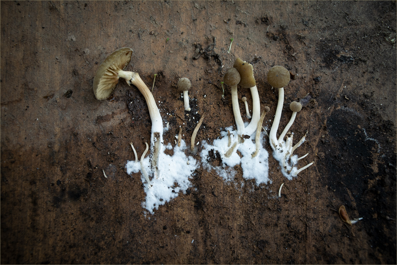 мир - это еда