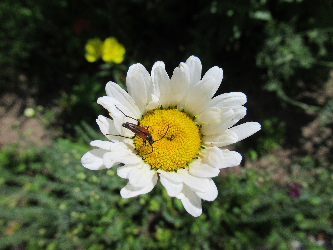 Жучок усатый на ромашке