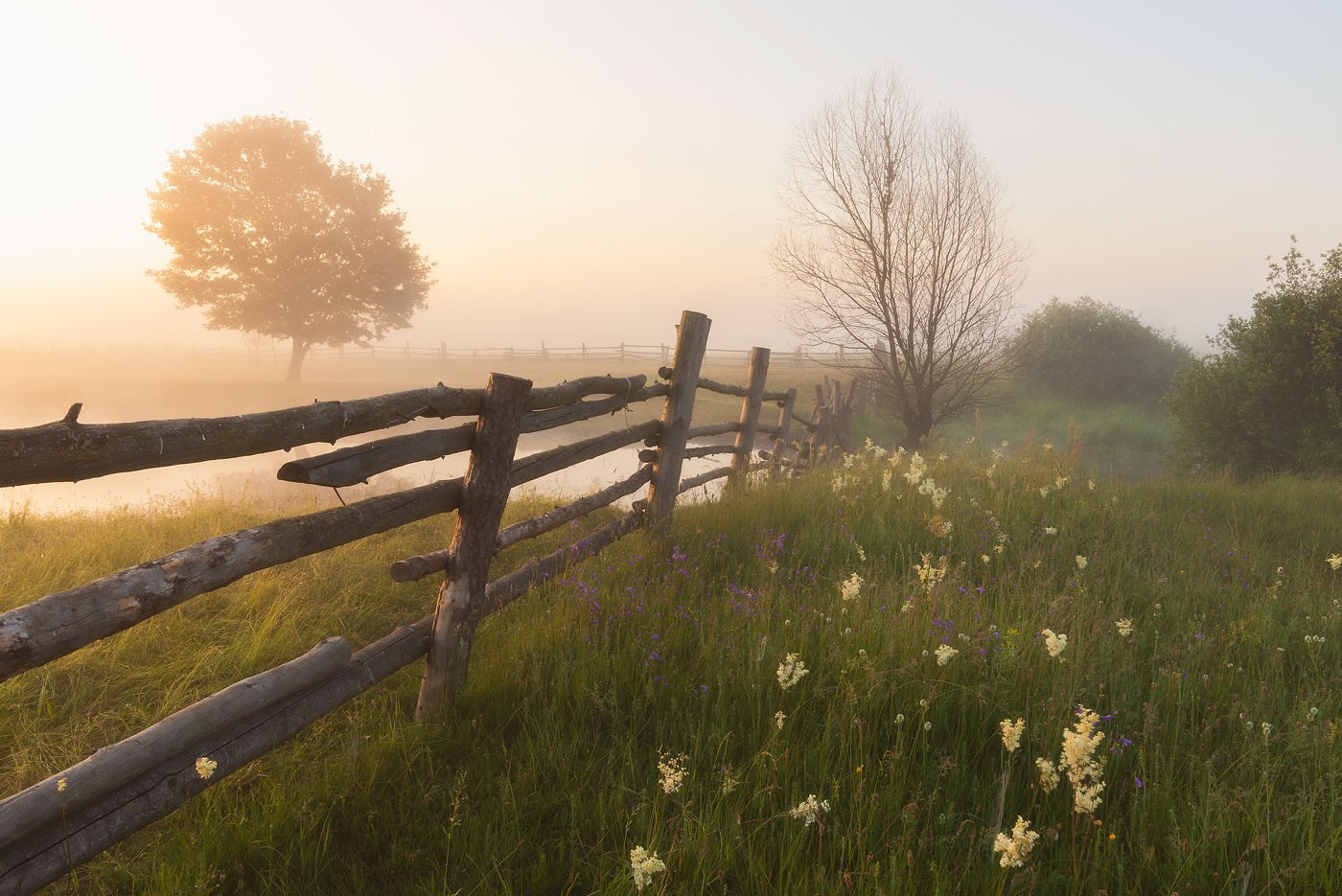 Летнее утро