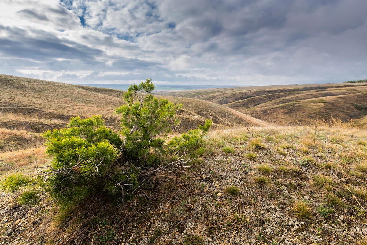Степной бонсай