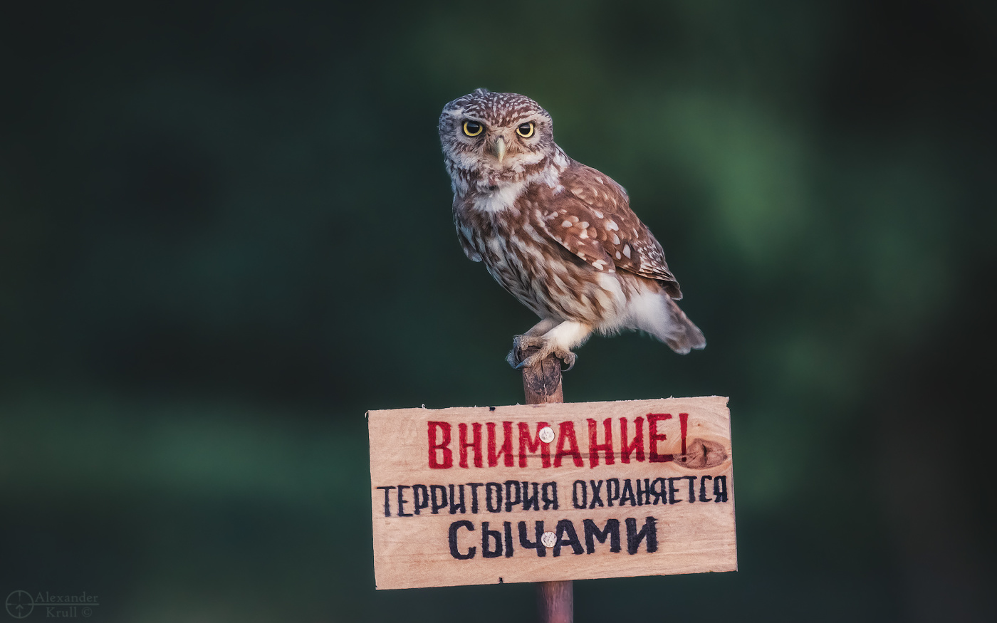 Всё под контролем!