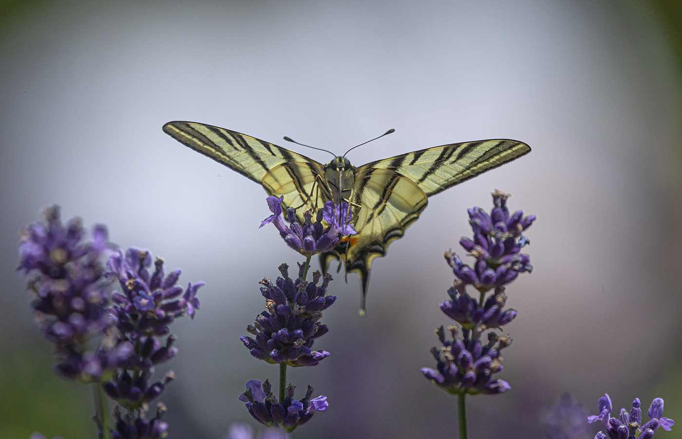Аромат лаванды