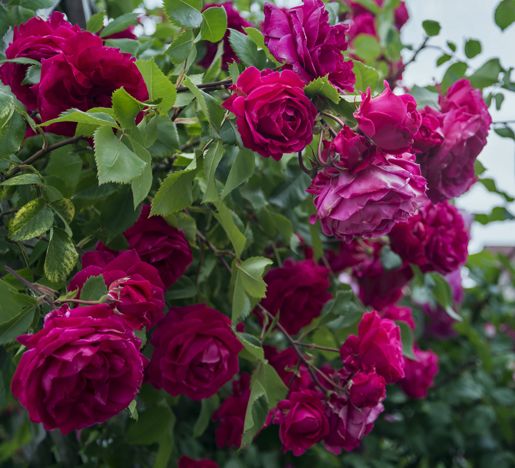 Как жостовская роспись...