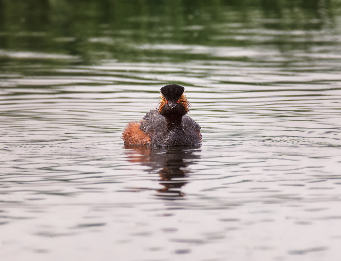 черношейная поганка..