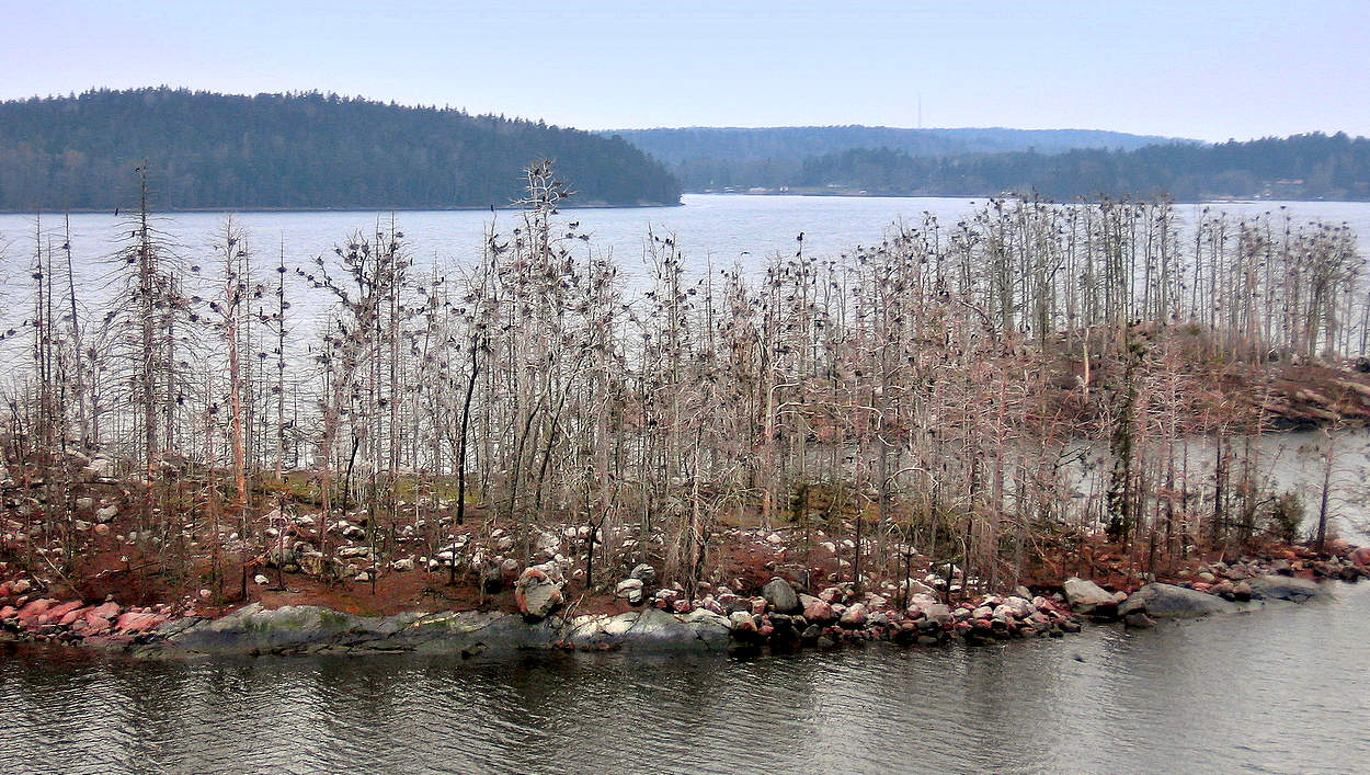Остров чаек в Балтийском море