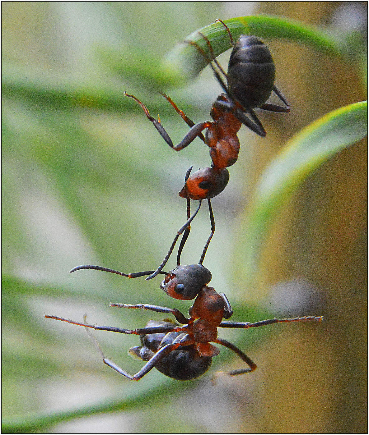 Висим, брат, висим.