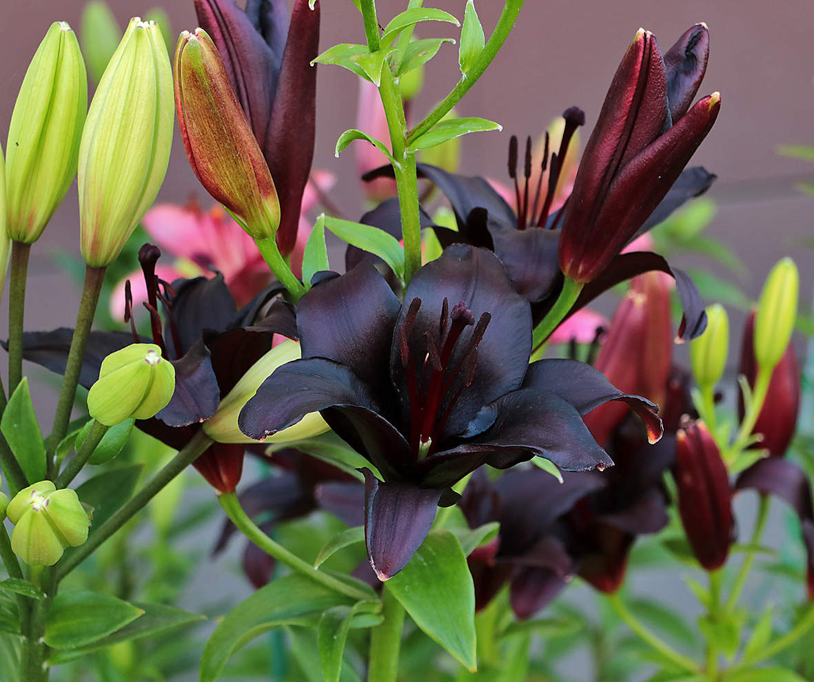 Негроидные лилии