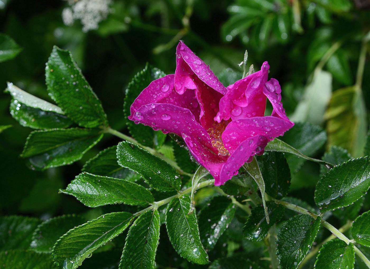 "Весь сад в дожде! Весь дождь в саду!"