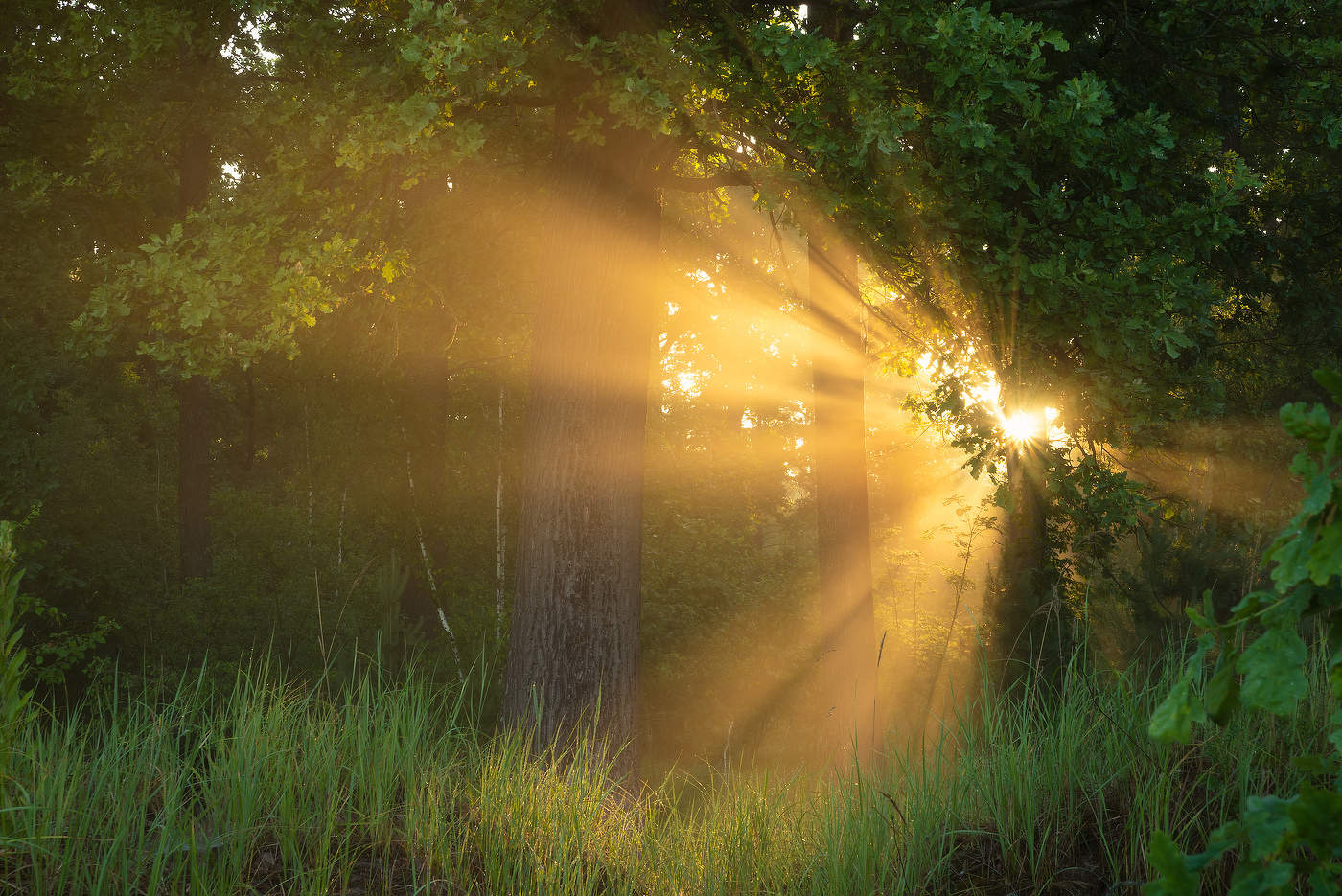 Утро в дубовой роще