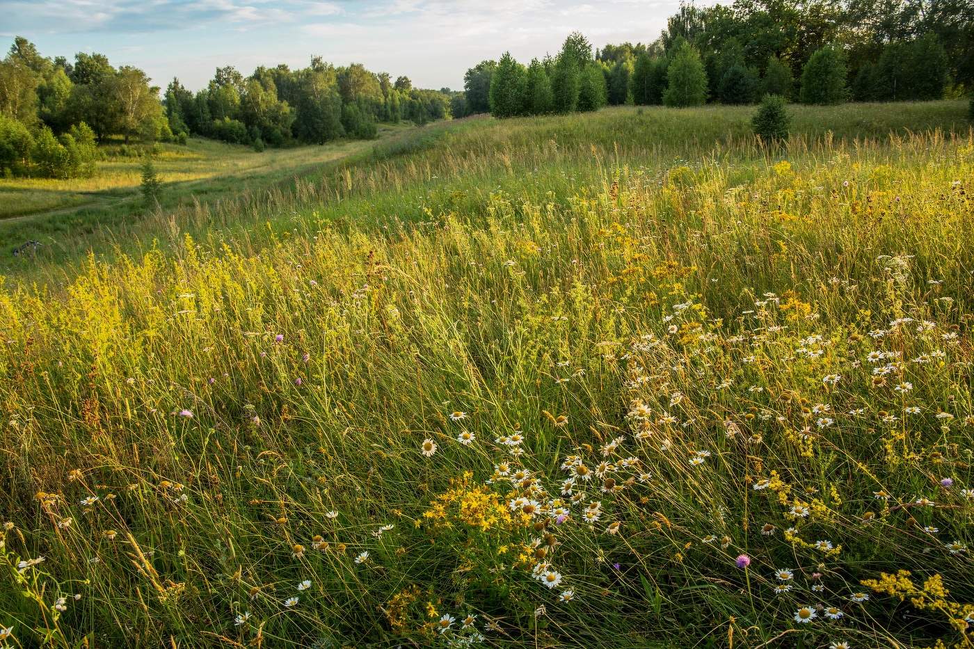 Разнотравье