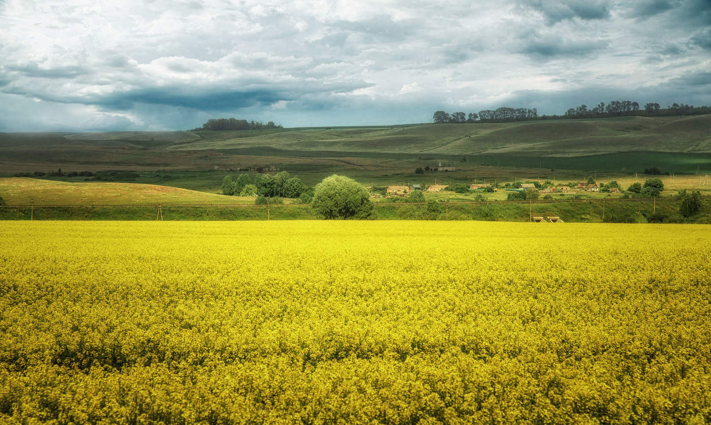 Горчичное море