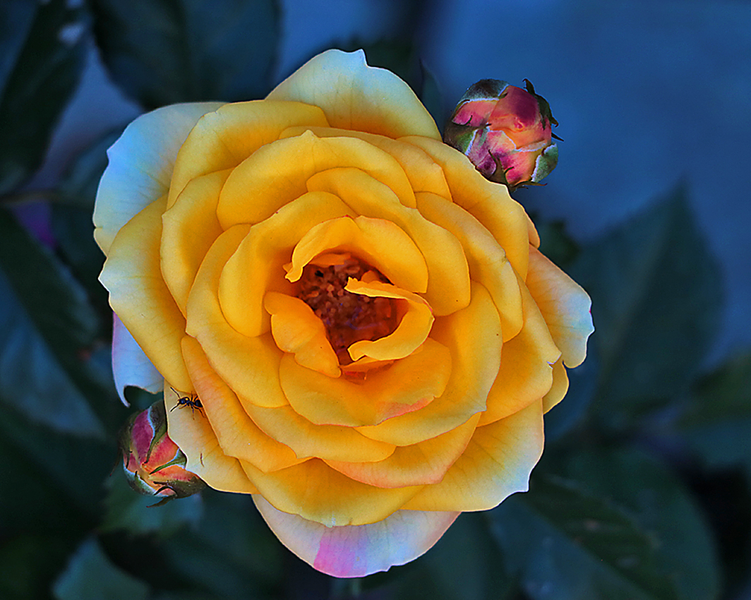 Вечерняя роза