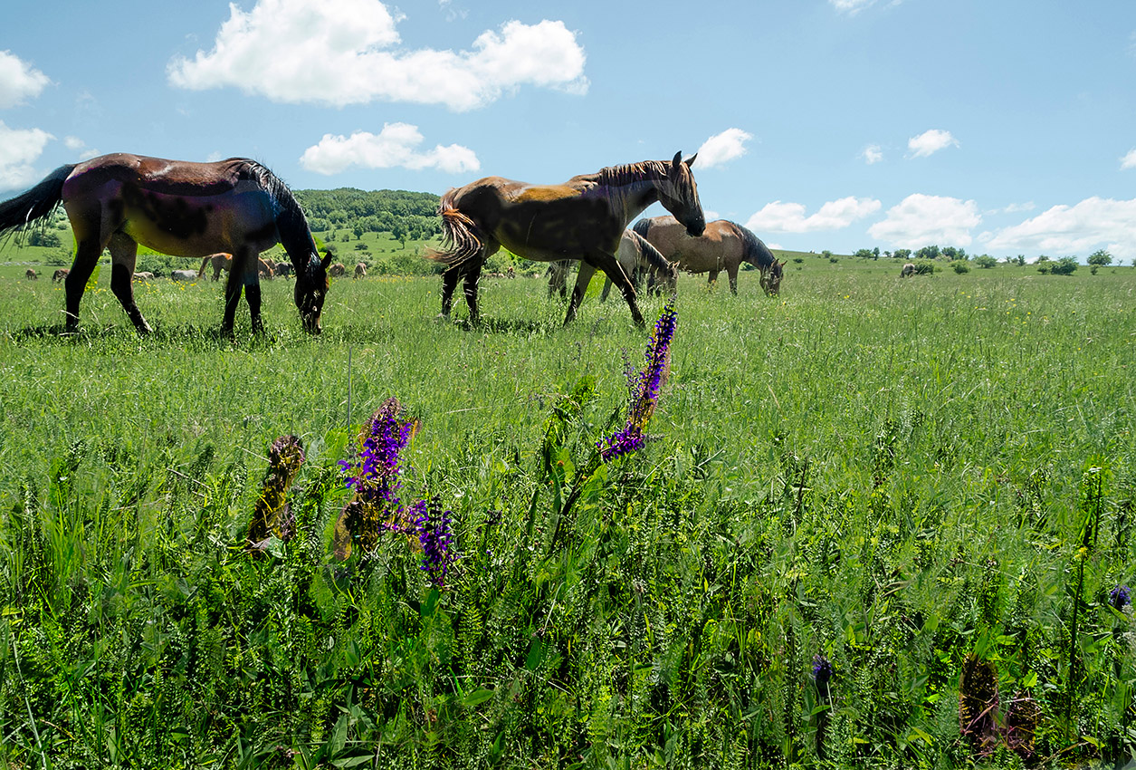 Гармония природы