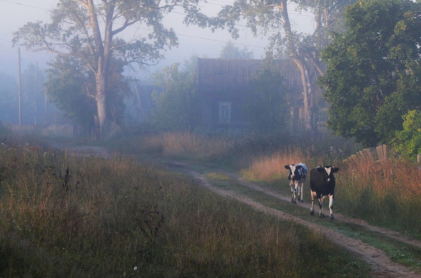 Утро в деревне ...