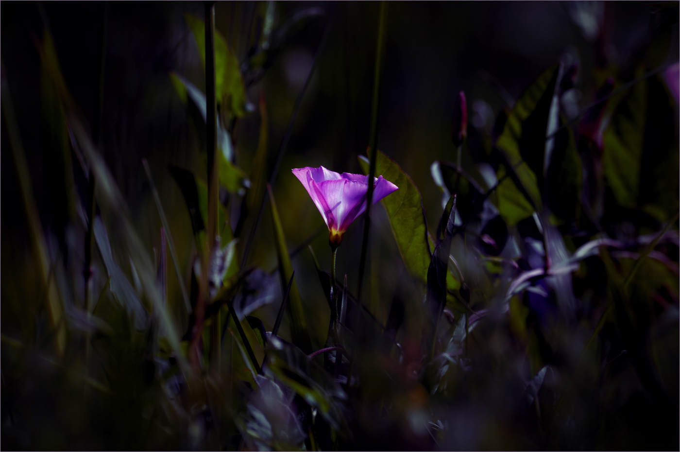 Вьюнковая магия