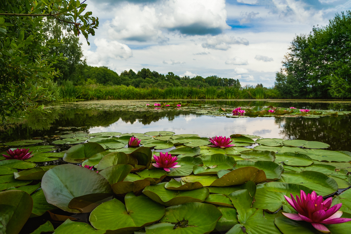 пейзаж с лотосами