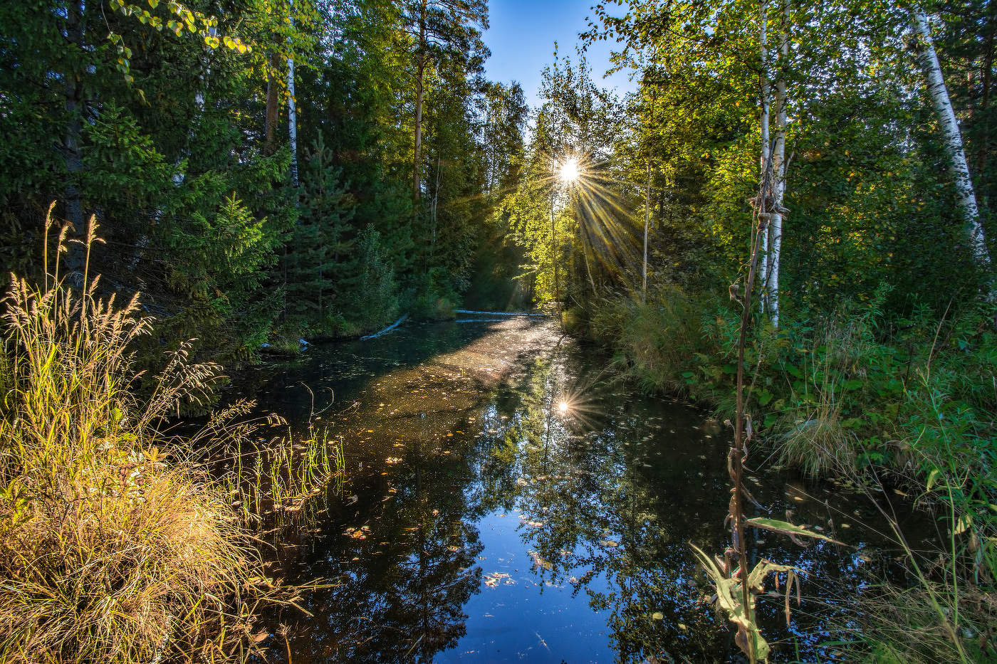 Лесное озеро