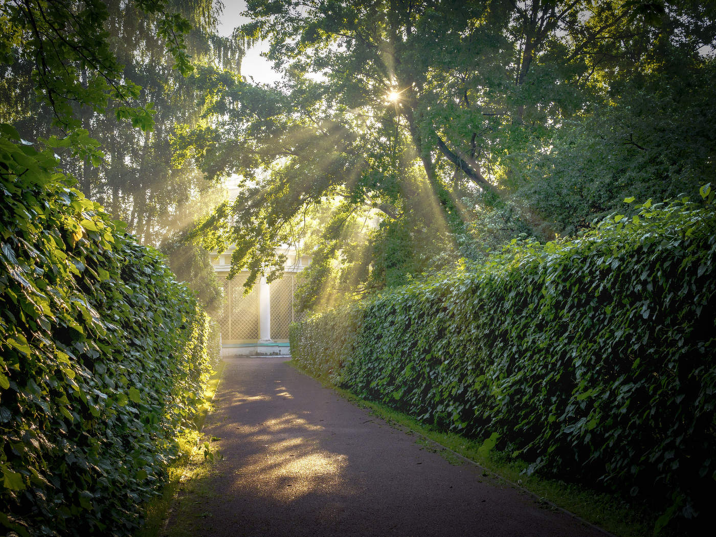 Золотые лучи