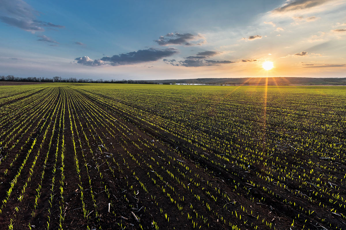 Вечер в весенних полях
