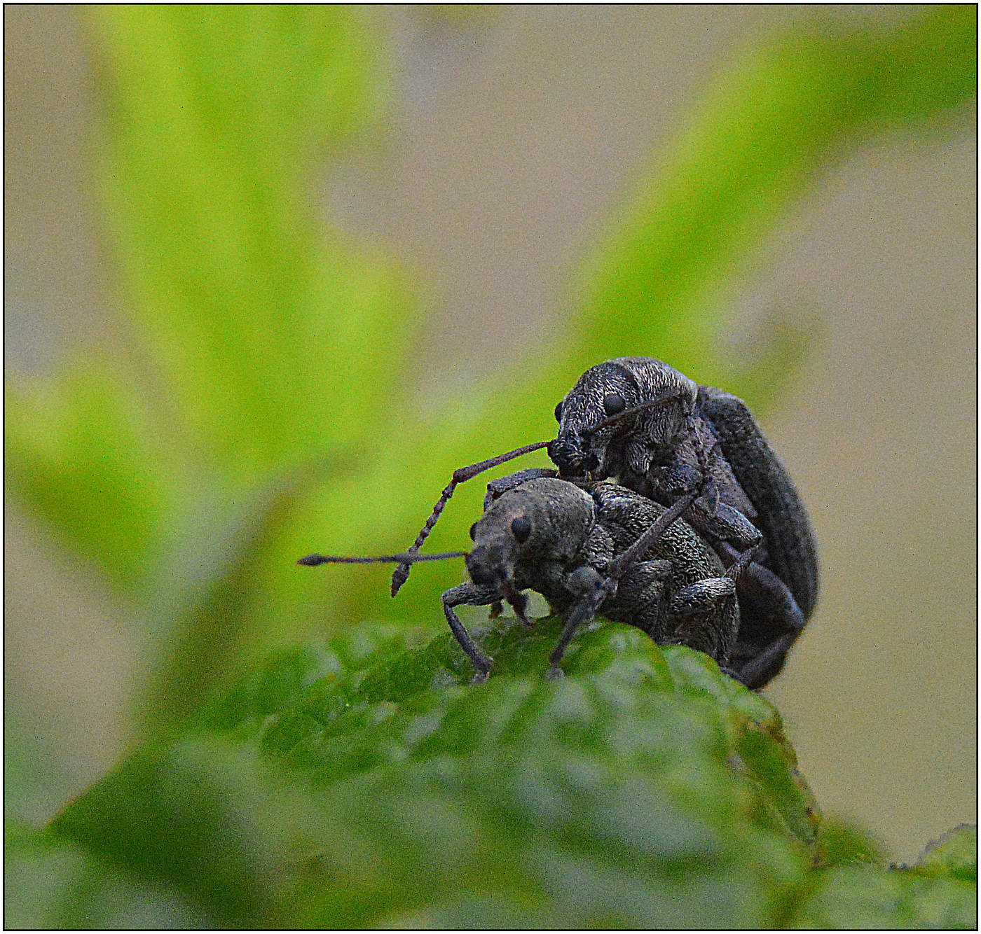 Продолжение рода.