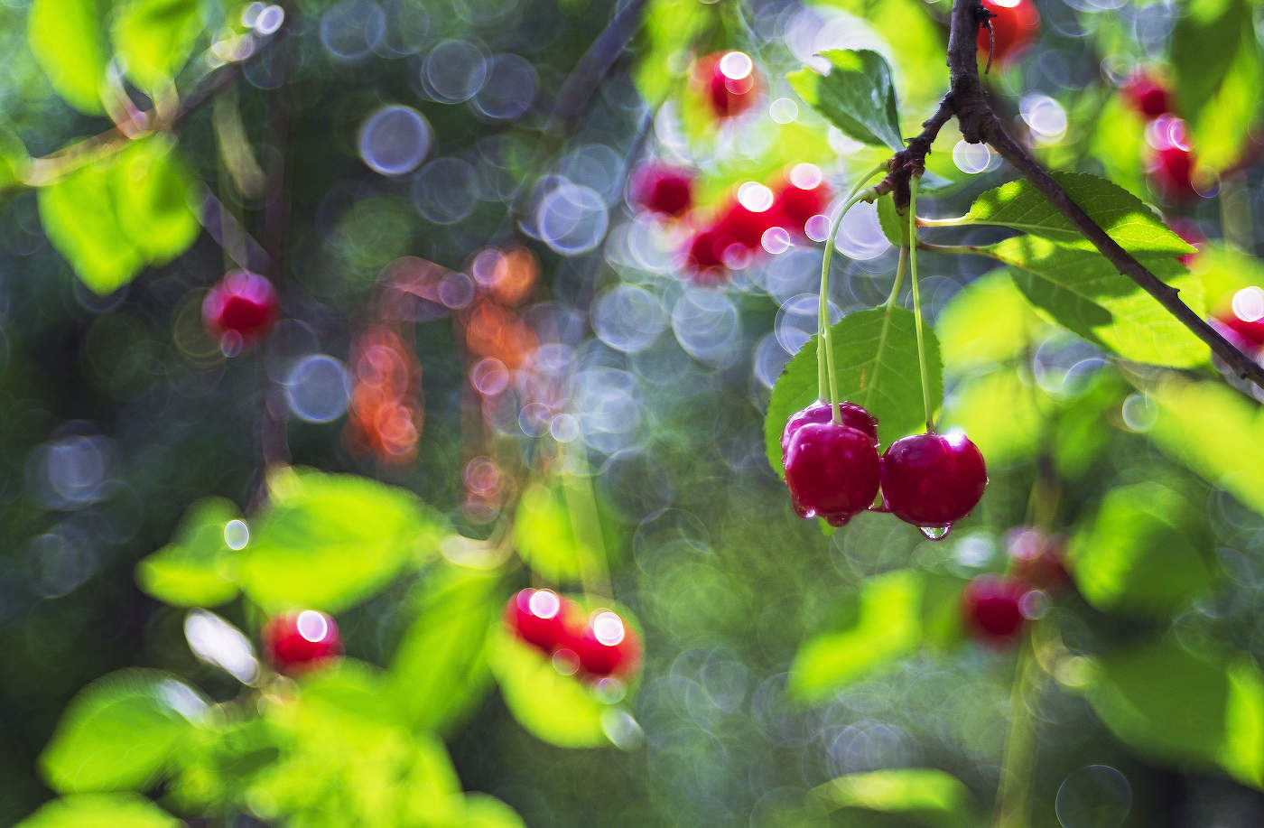 После ночного дождя