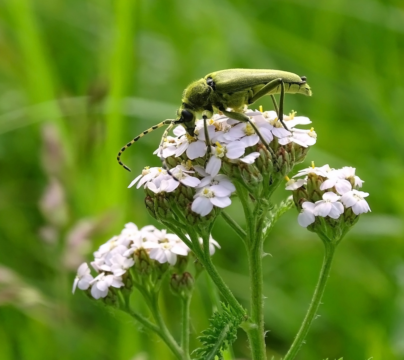 Усач Лептура зелёная