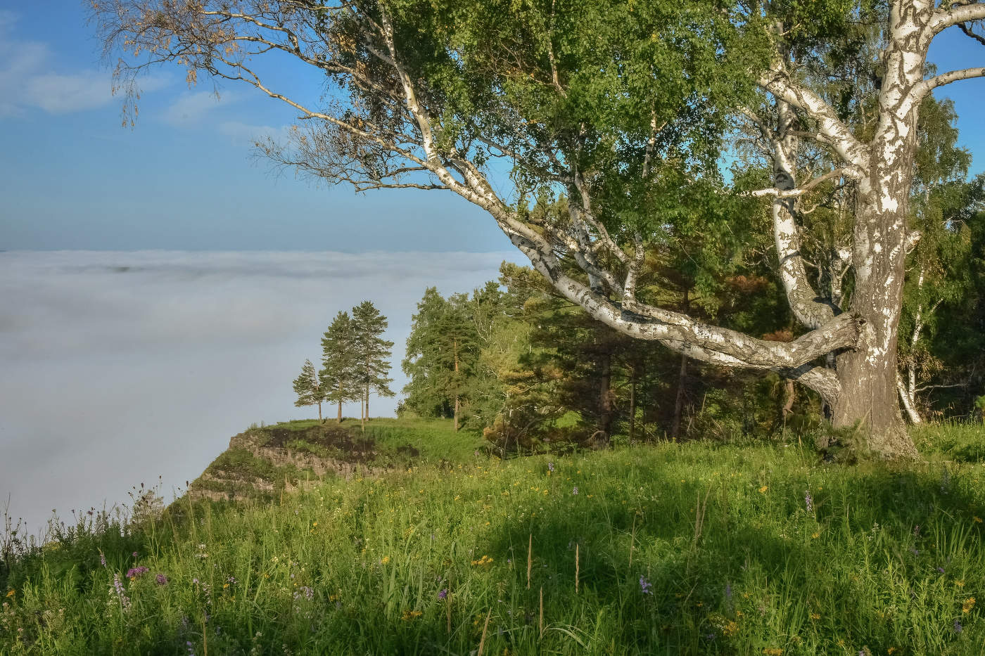И стоит на утёсе берёза