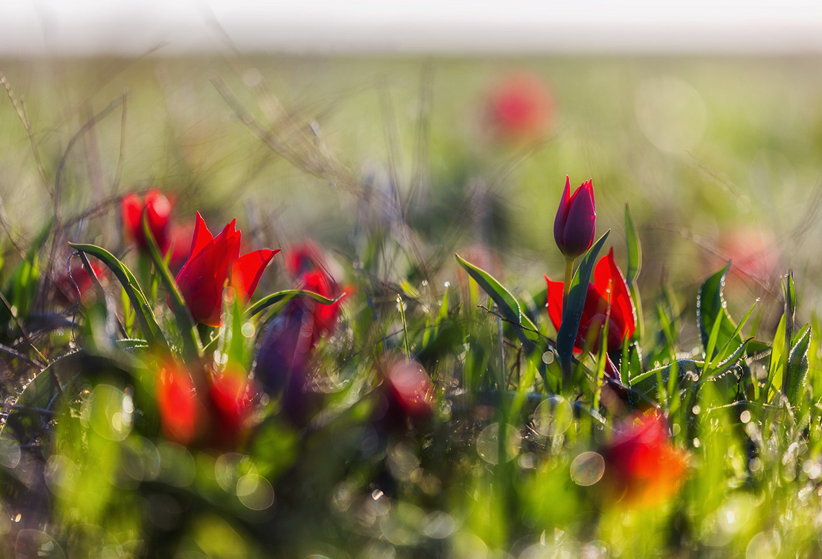 Лазоревая степь