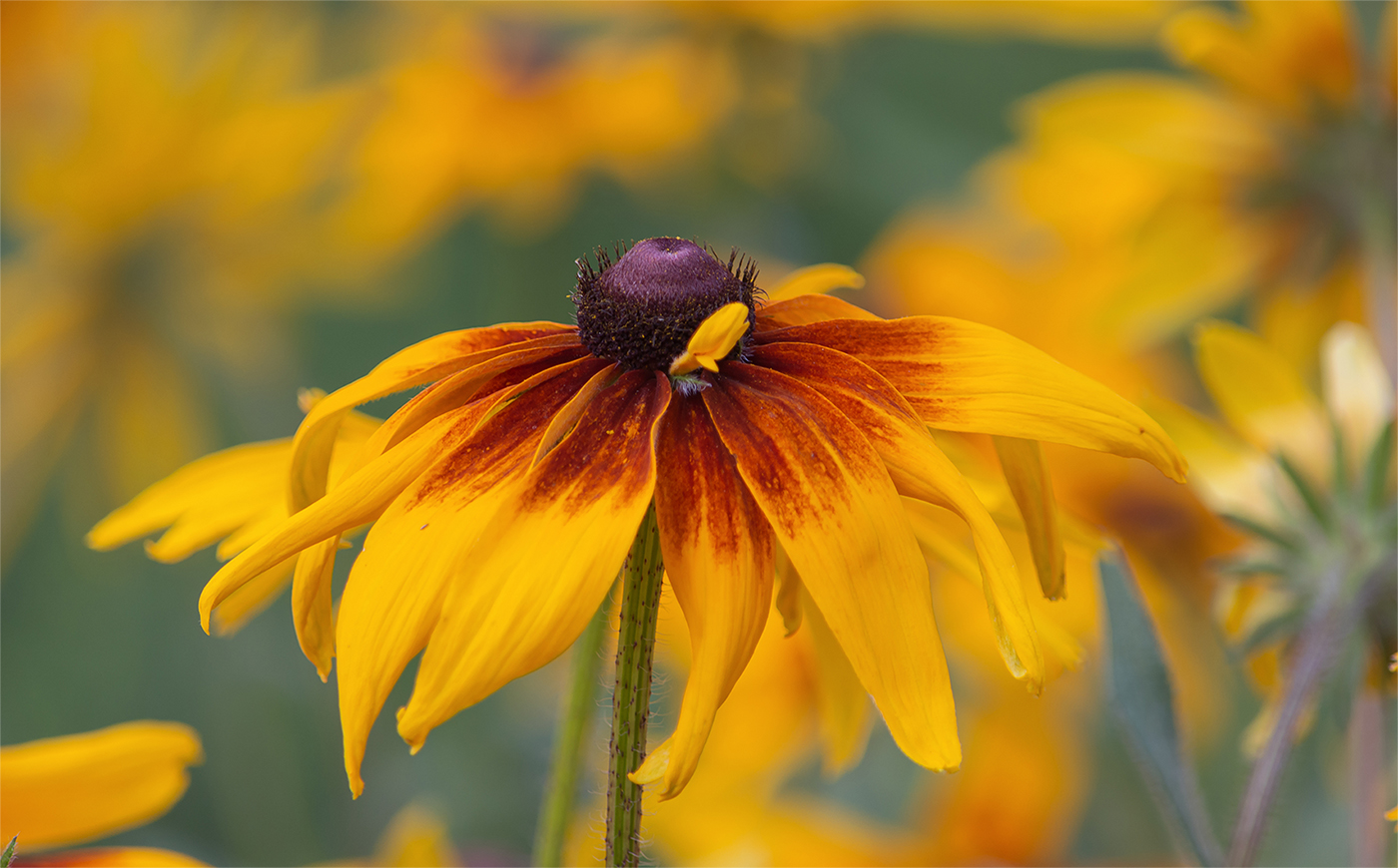 Рудбекией июль ярко-рыжим морем разольётся...