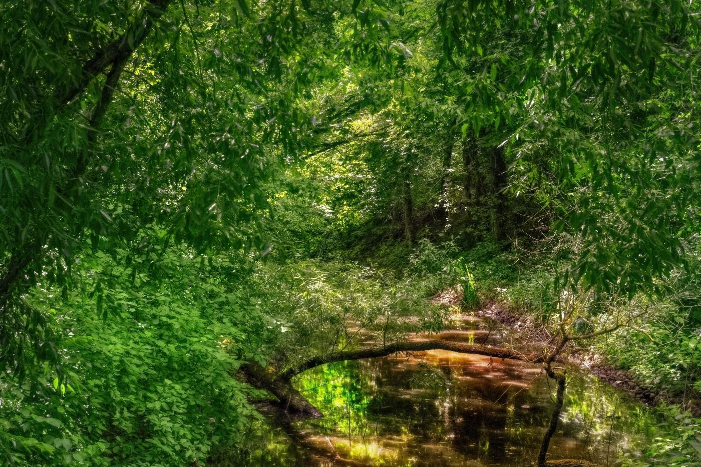 Ручей в лесной чаще