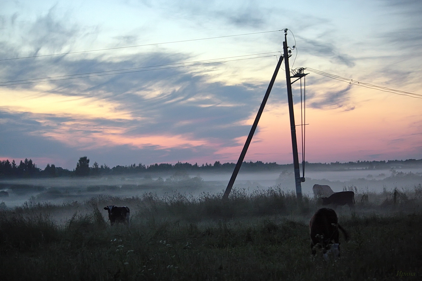 я вижу как мирно пасутся коровы....
