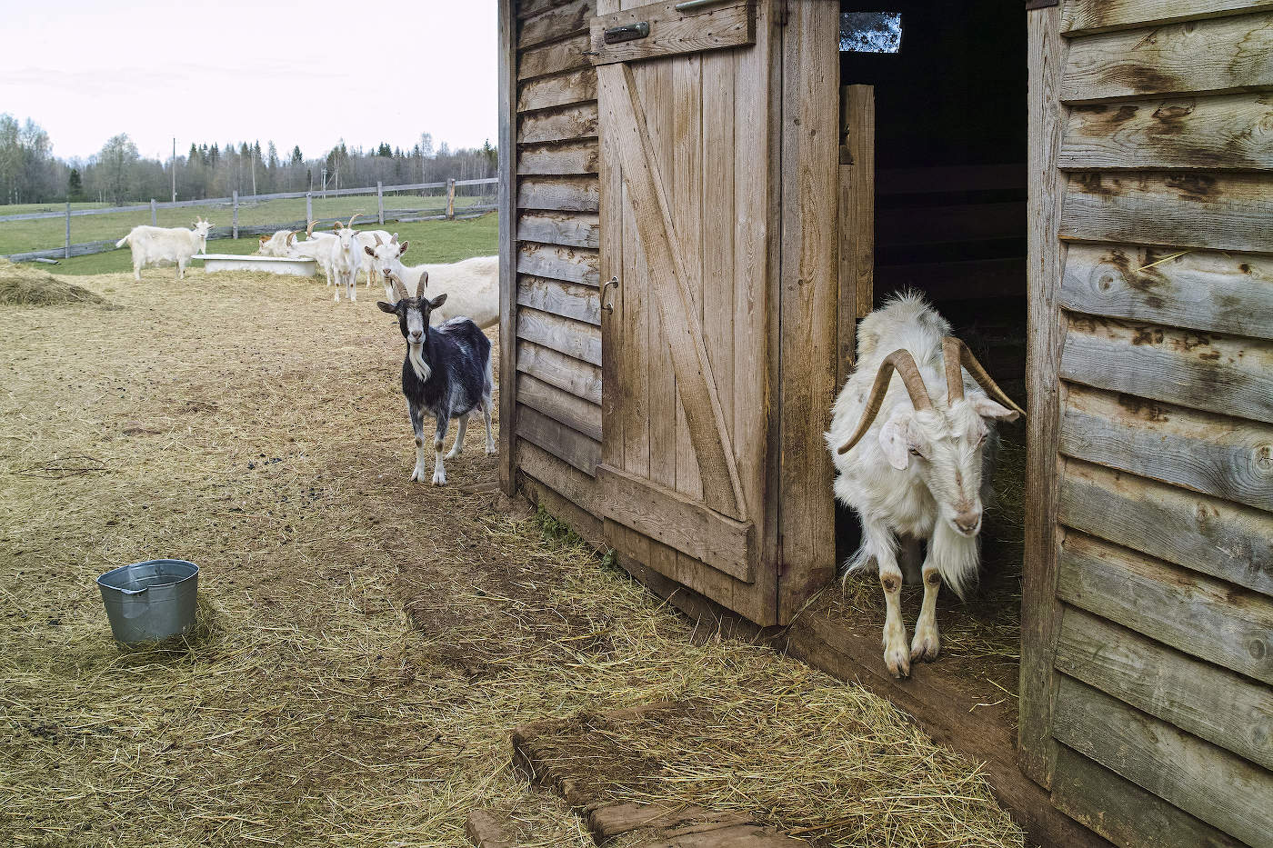 Ой, а кто это к нам пришёл?...