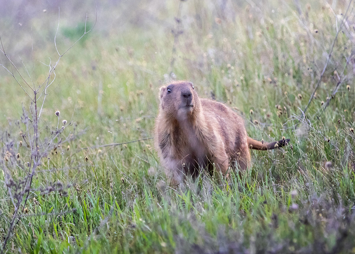 А чё это вы здесь делаете, а?