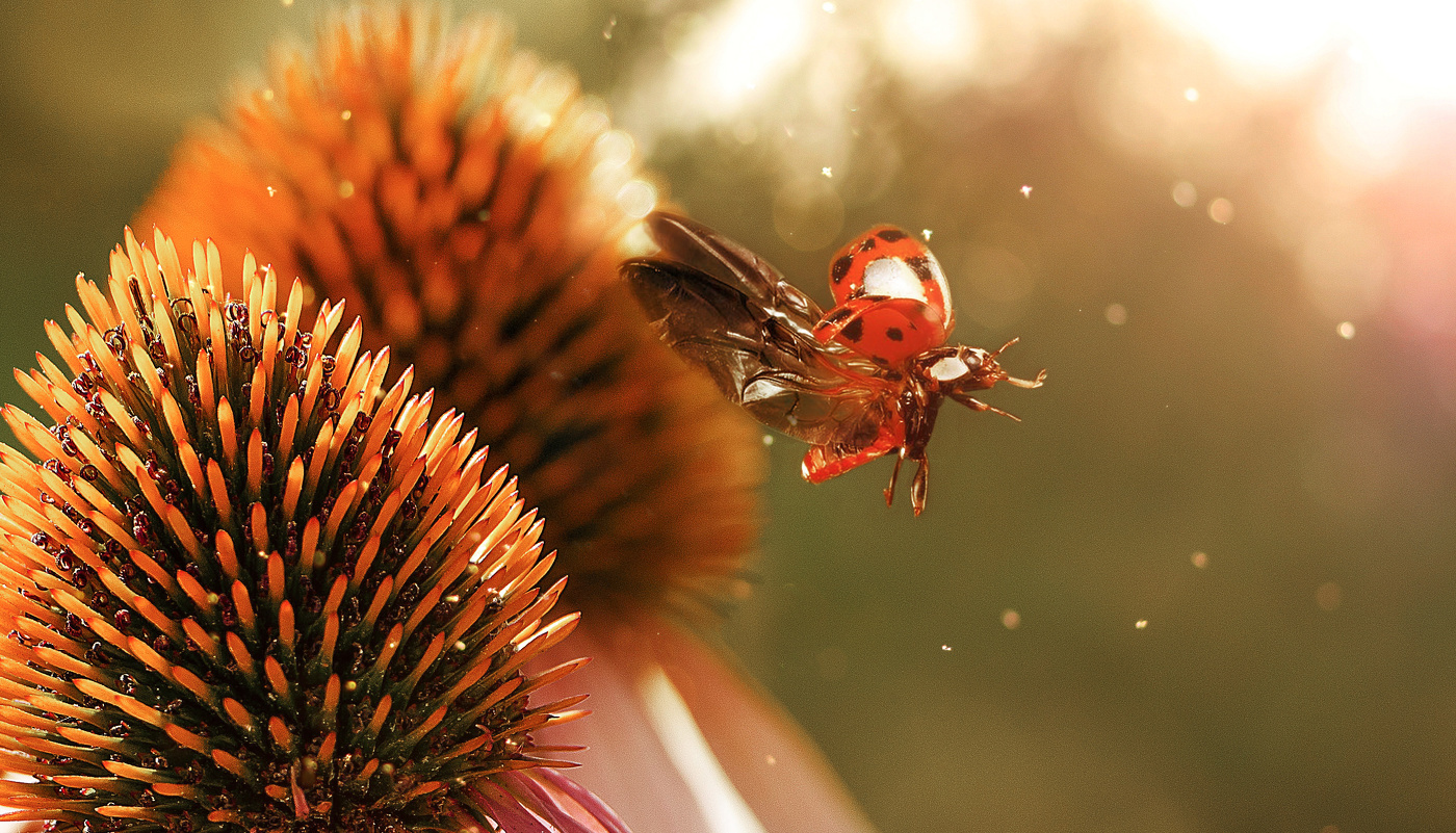 Полёт в танце.., ну или танец в полёте...)